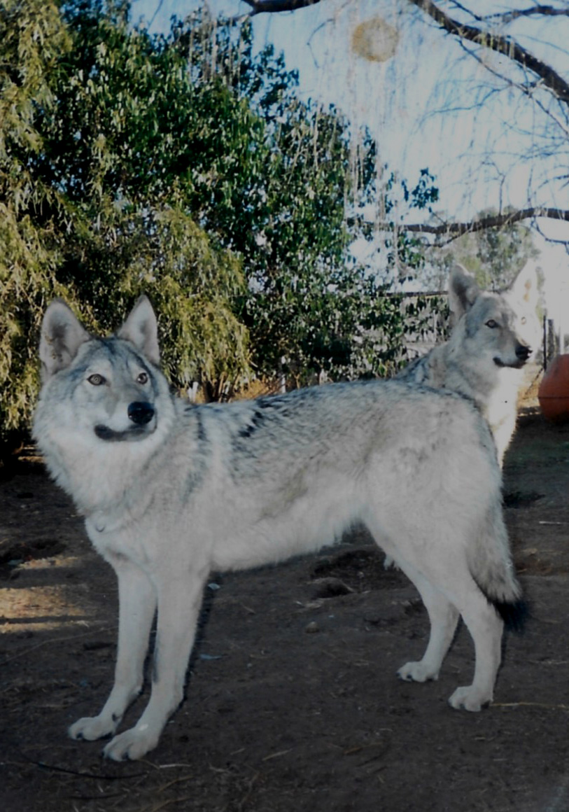 Wolf-Hybrid Physical Characteristics